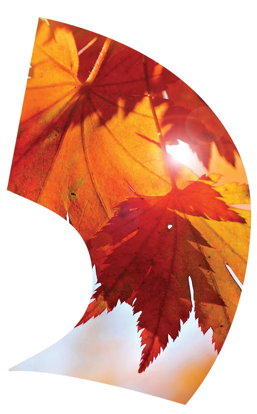 PP-1153-SP