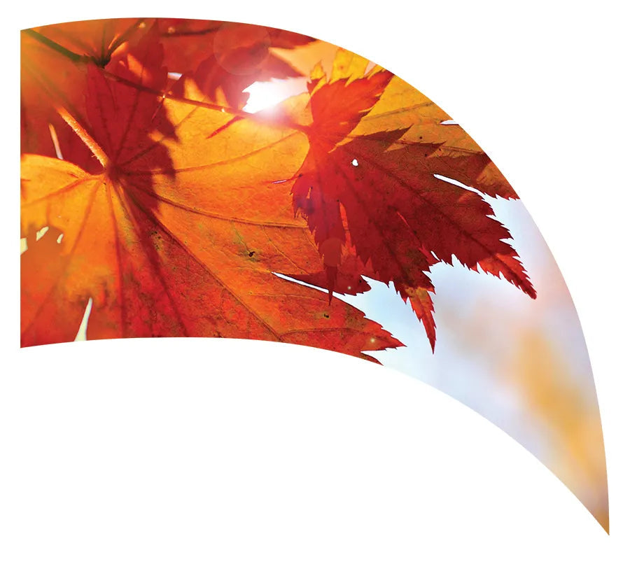 PP-1153-SP