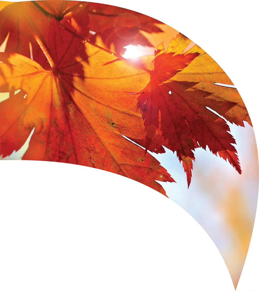PP-1153-SP