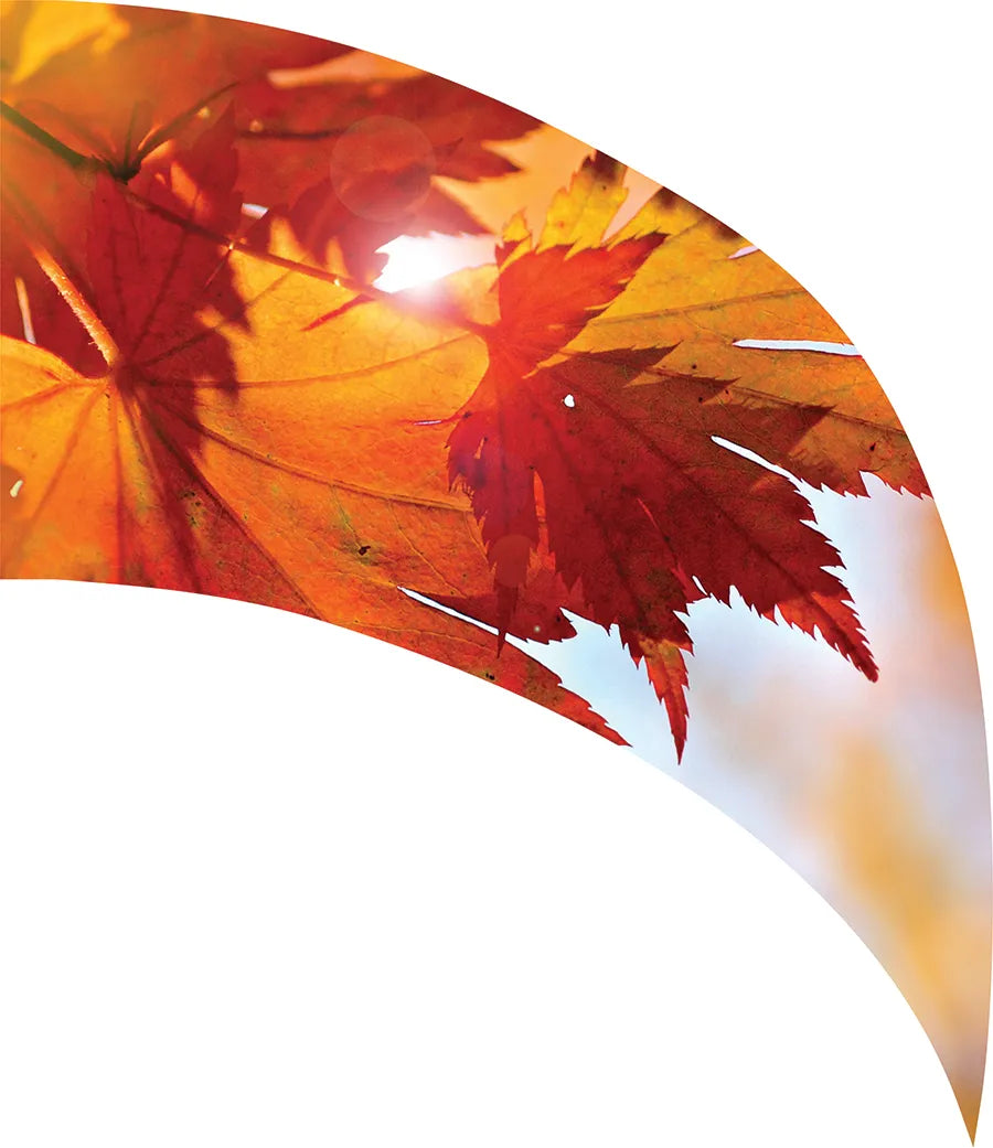 PP-1153-SP
